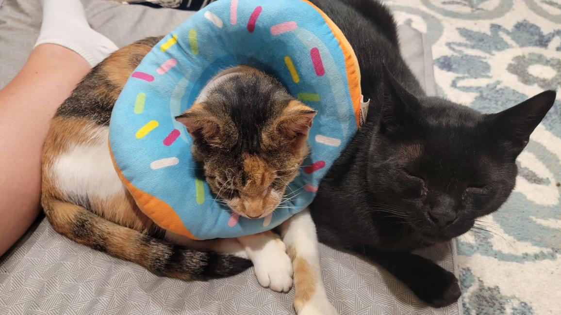 Rowena the calico cat wearing a donut eCollar wlying next to Binx the black cat